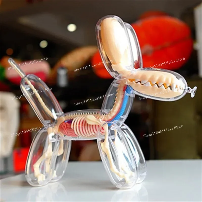 Big Balloon Dog 4d Assembling Toy Perspective Bone Anatomy Model Transparent Skeleton Model