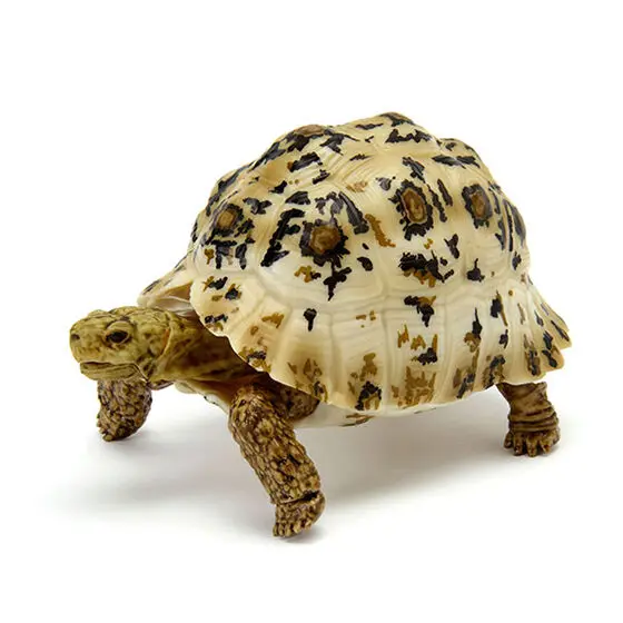 BANDAI-Enciclopédia Biológica Action Figures, Anfíbios Modelo, Leopardo Tartaruga, Gashapon Ornamento, Genuine Coletar Ornamentos