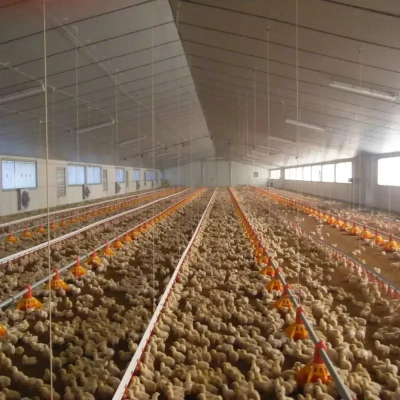 Automatic Chicken Feeding System Broiler Poultry House Equipment Line