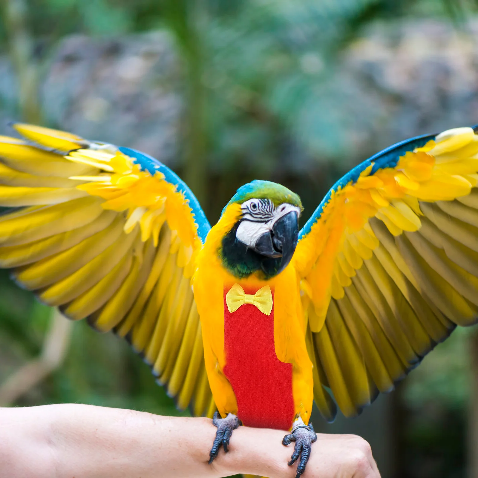 Bird Supplies