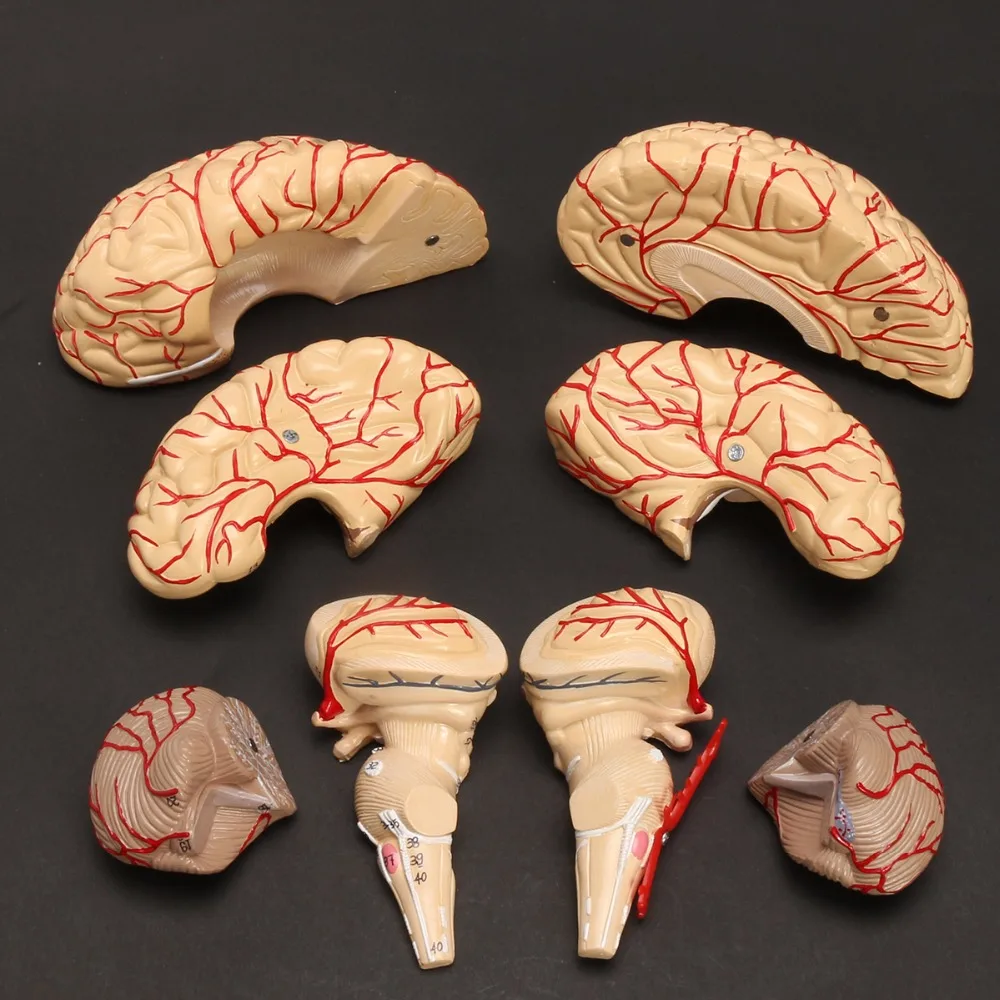 Human Life Size brain anatomy model Medical Set 8 Parts Budget Brain Arteries Model Anatomy