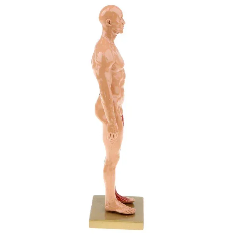 30cm Resin Human Body Muscle Statue Sculpture Human Anatomical Anatomy skeleton Medical Artist Drawing tools Supplies