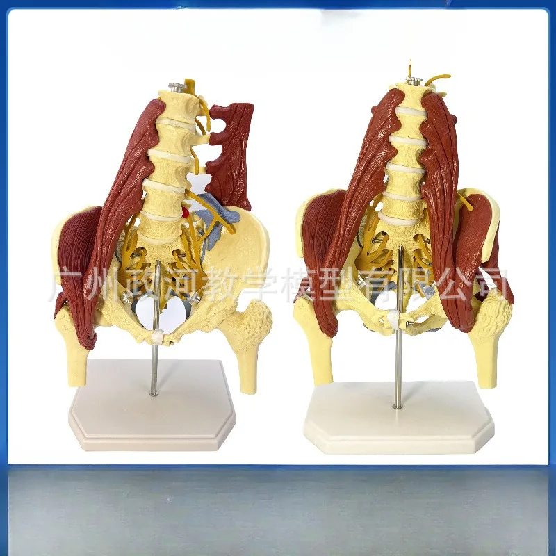 

1:1 Life Size Anatomy Lumbar Vertebrae Vital Muscles Pelvic Muscle Model Spine Skeleton Protrusion Intervertebral Disc