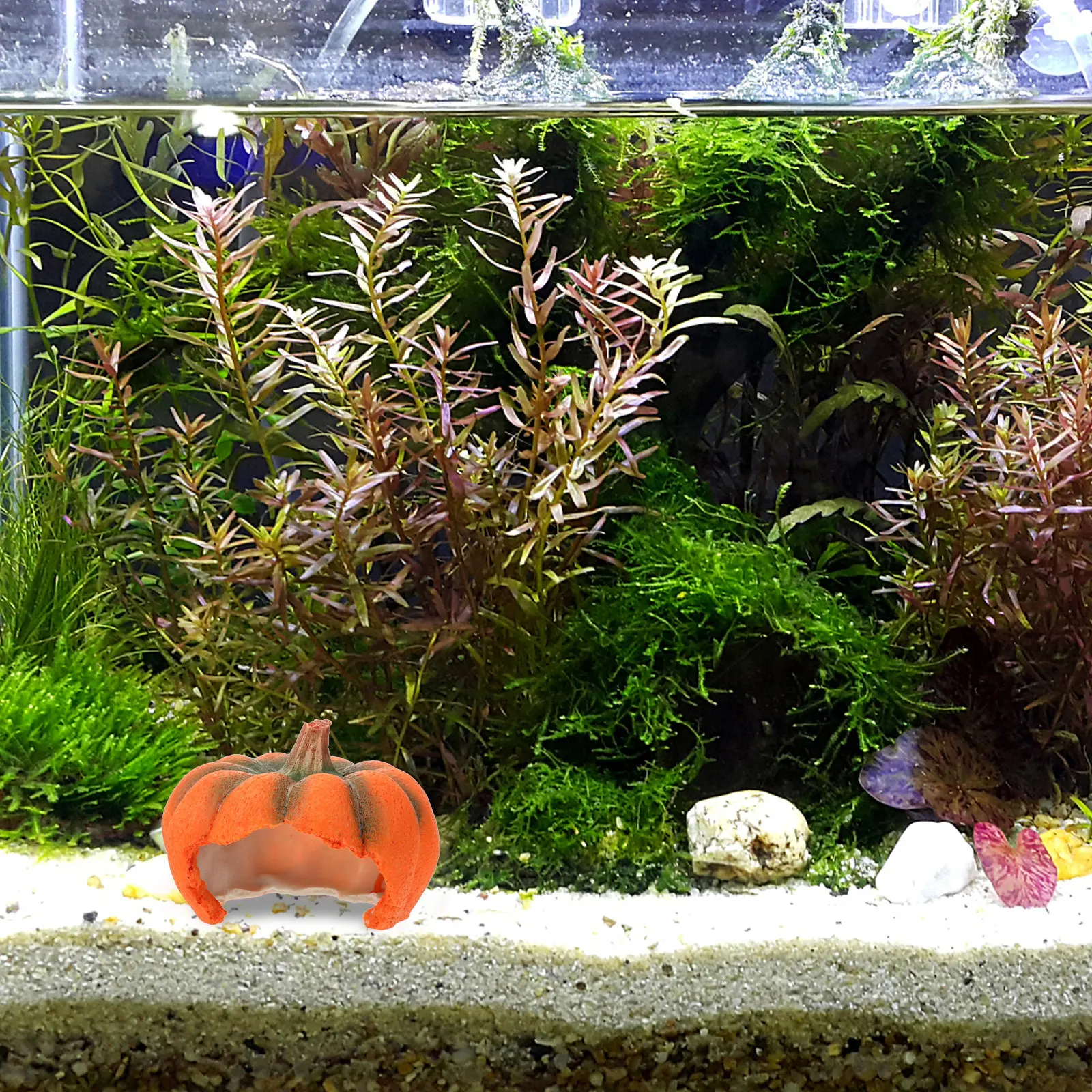 Kabak Şeklinde Balık Mağarası, - Aquarium Fish Unique incelemesi ve fiyatı
