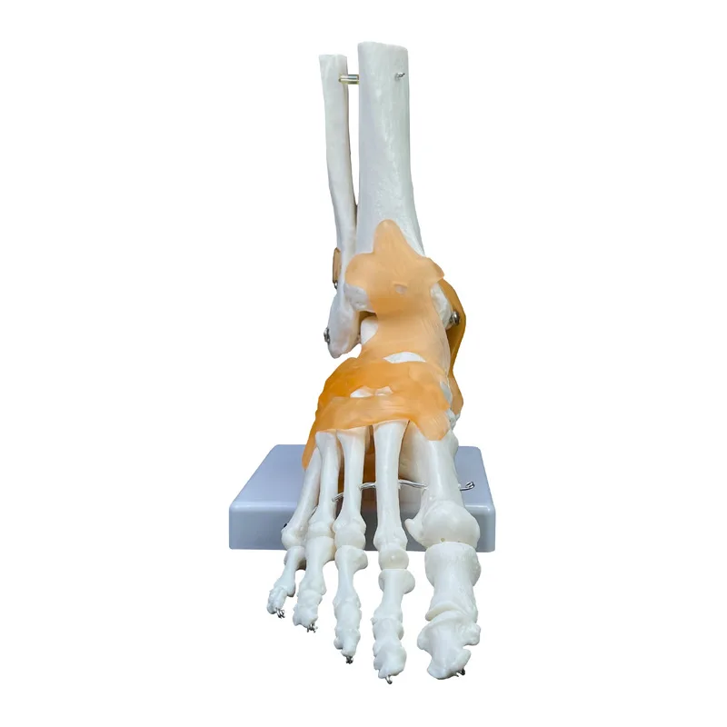 1: 1 Human Skeleton Human Model Joint Medical Anatomy Ankle Ligament Anatomically Teaching Resource Tool