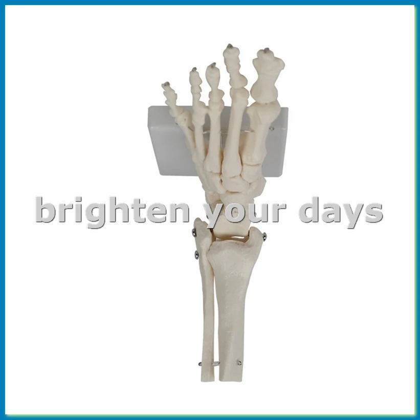 

Модель сустава стопы, Анатомическая модель человека, в натуральную величину, Анатомическая модель стопы, Учебное оборудование для модели скелета человека-A79U