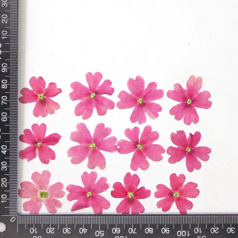 12 Stück, echte getrocknete Blumen, Prägematerialien, DIY-Zubehör für Epoxidharz, für Handyhüllen, Nagelkunst, Gesichtsaufkleber, handgefertigte Dekoration – Detail 7