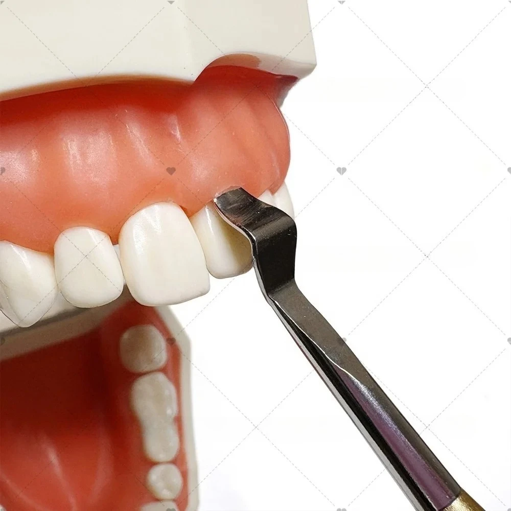 T Lab Écarteur de gencives en acier inoxydable pour implants, outils de rétraction gingivale, séparateur de gencives, isolateur, élévateur périostal