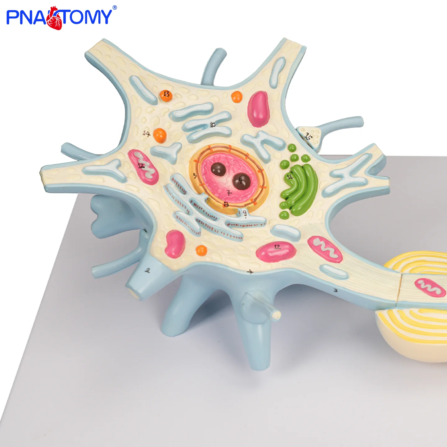 

Medical Magnified Neuron Model Neural Fiber Structure Neuron Model 2 Components Nervous System Anatomical Model