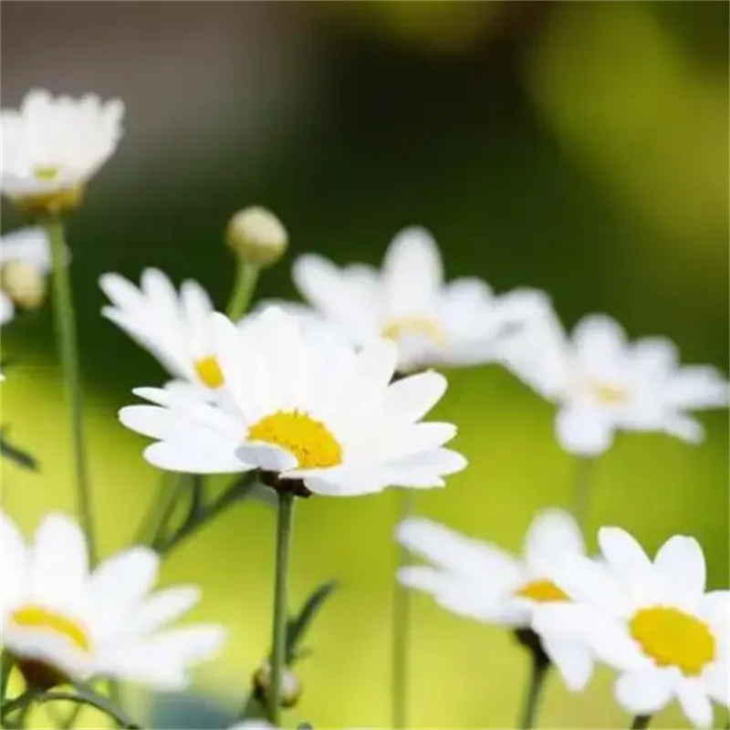 Marshmallow Puff, Liquid Foundation Air Cushion Powder, Wet and Dry Air Makeup Puff