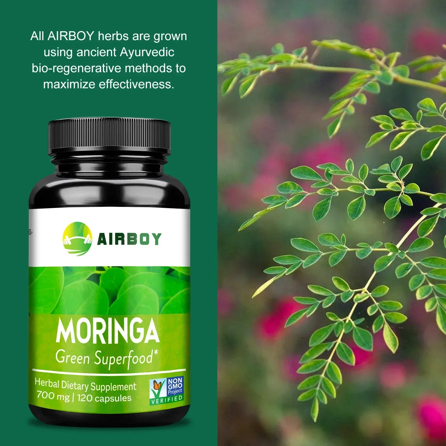 Moringa - Boost Metabolism, Promote Intestinal Health, and Improve Digestion