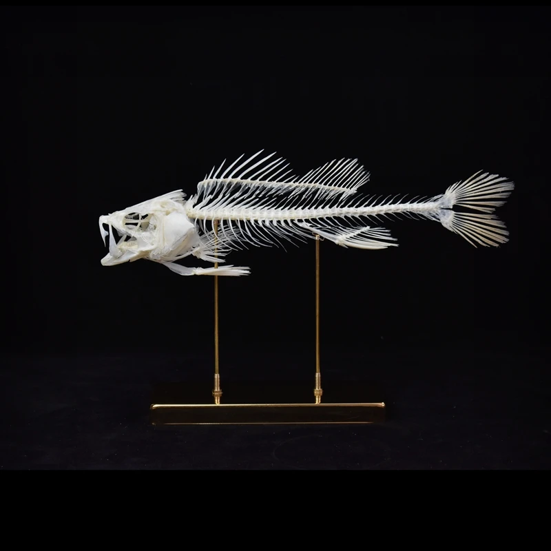 

2093 Sea Bass Fish Skeleton Specimen Bone Educational Display Golden Bronze Base Marine Biology Teaching Material Home Office