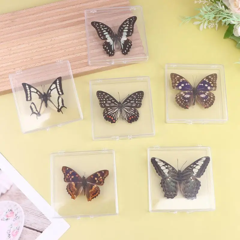 1Pcs Insect Specimen Butterfly Specimen For Girls, Children's Day, Teachers Day, Exquisite Gifts, Home Decor