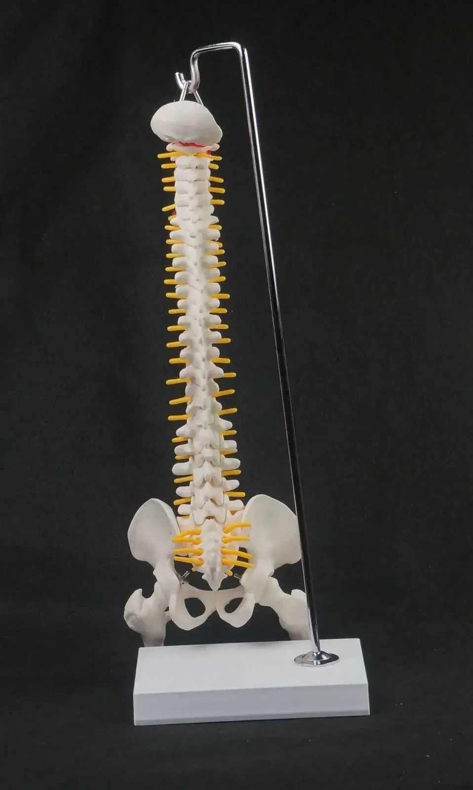 45CM Vertebral Column Model With Pelvis Leg Bone Anatomy Spine Hanging Type Education