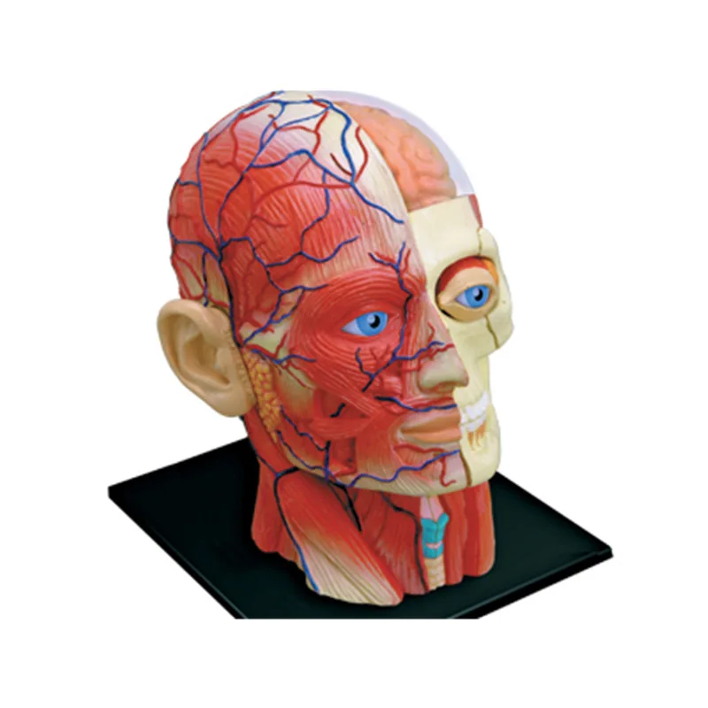 

New Anatomical Model Of Head Organs Intellectual Assembly Toys Medical Teaching Props