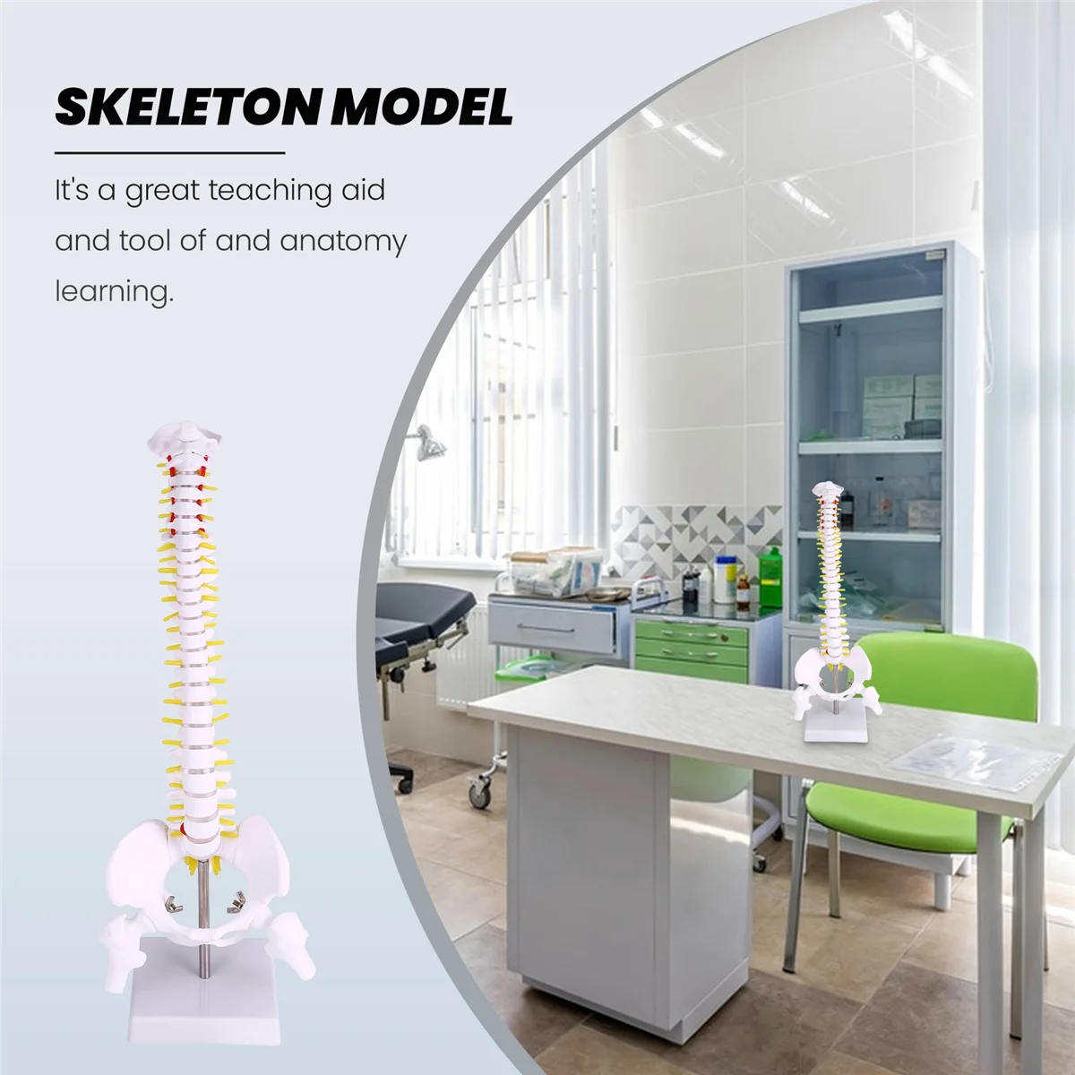 A04I 45Cm Flexible 1:1 Adult Lumbar Bend Spine Model Humans Skeleton Model with Spinal Disc Pelvis Model Used for Massage ,Yoga