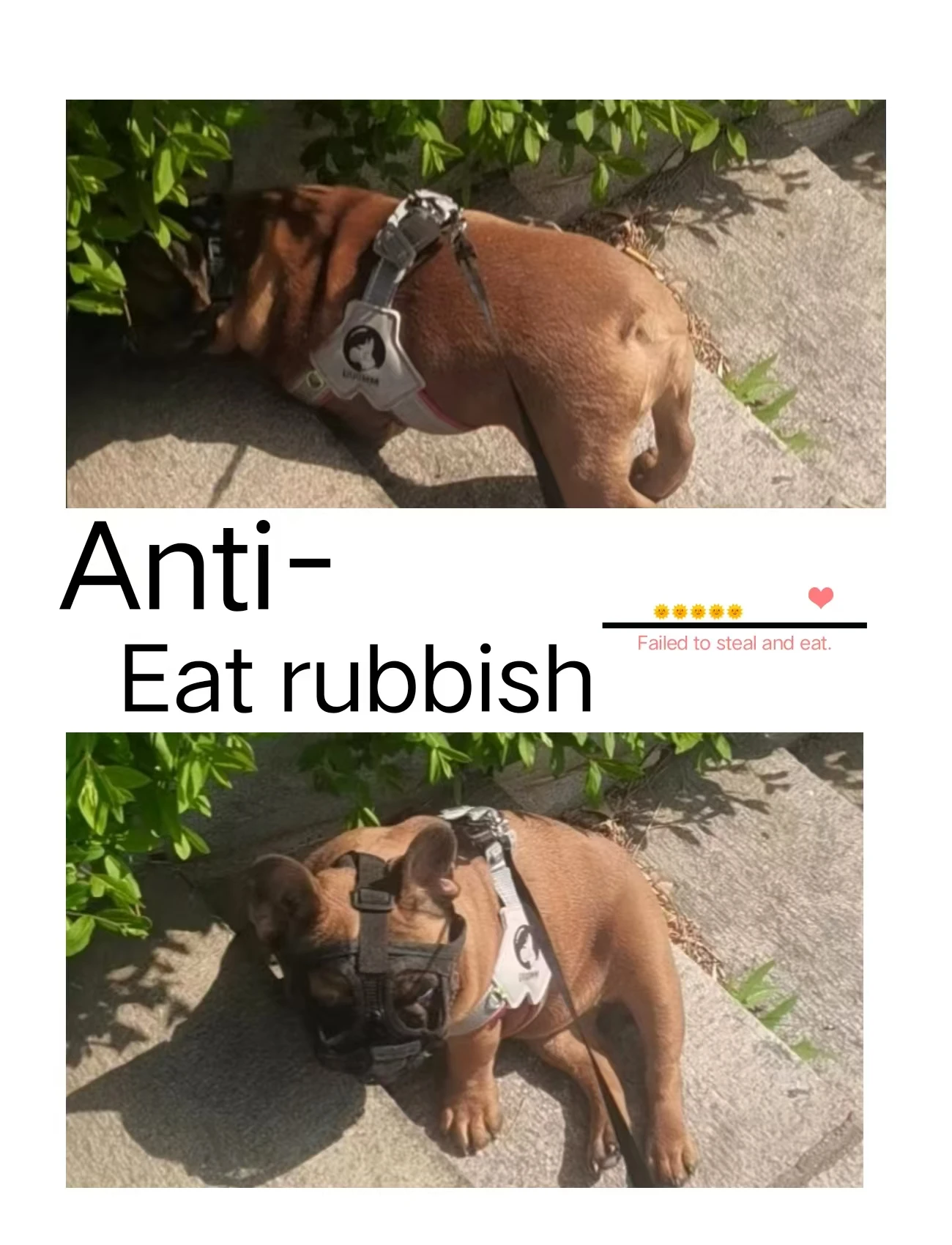 Thumbnail 4 - #36 Pet Muzzles Comparison Guide