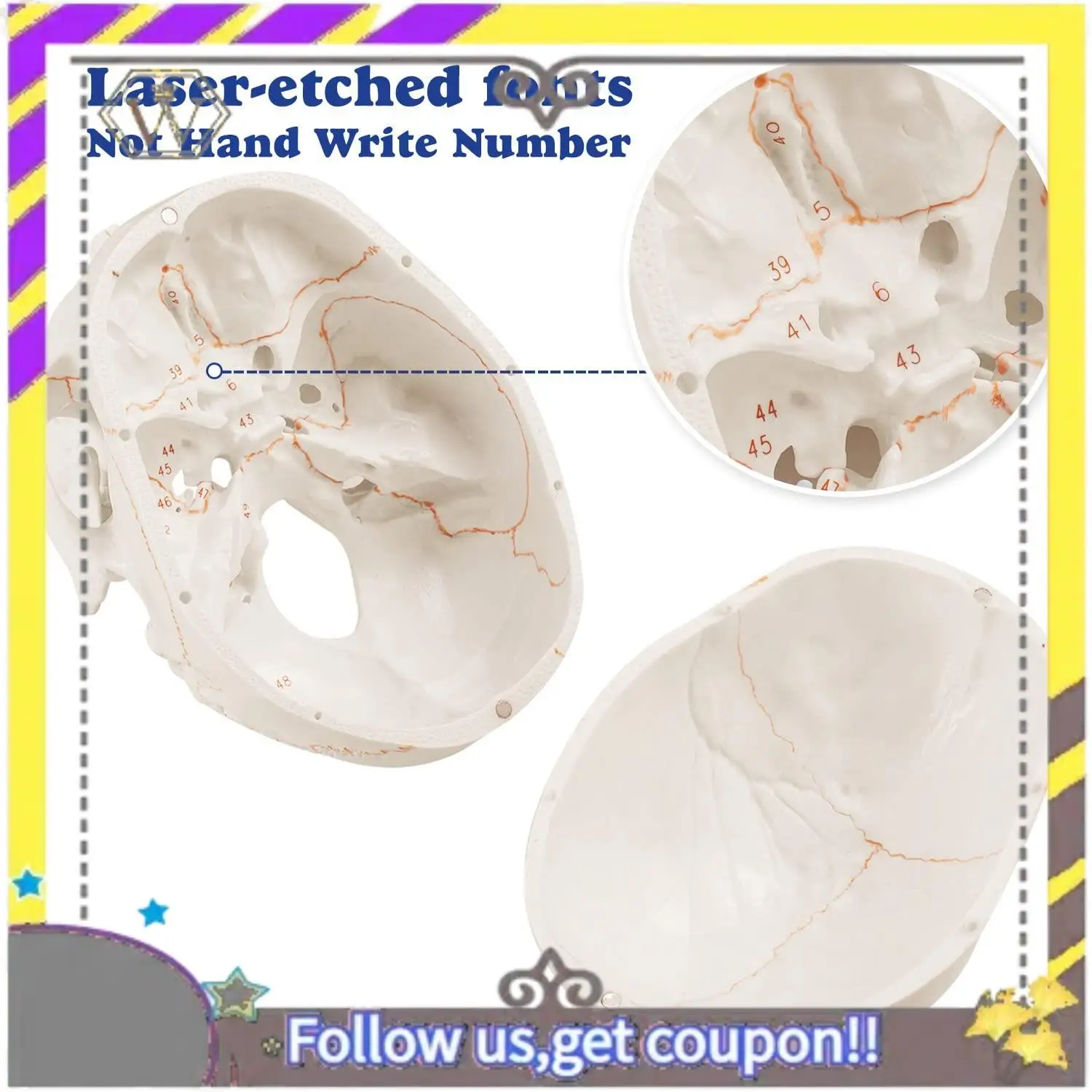 

New Anatomical Human Skull Model, 3-Part, Numbered, Life Size
