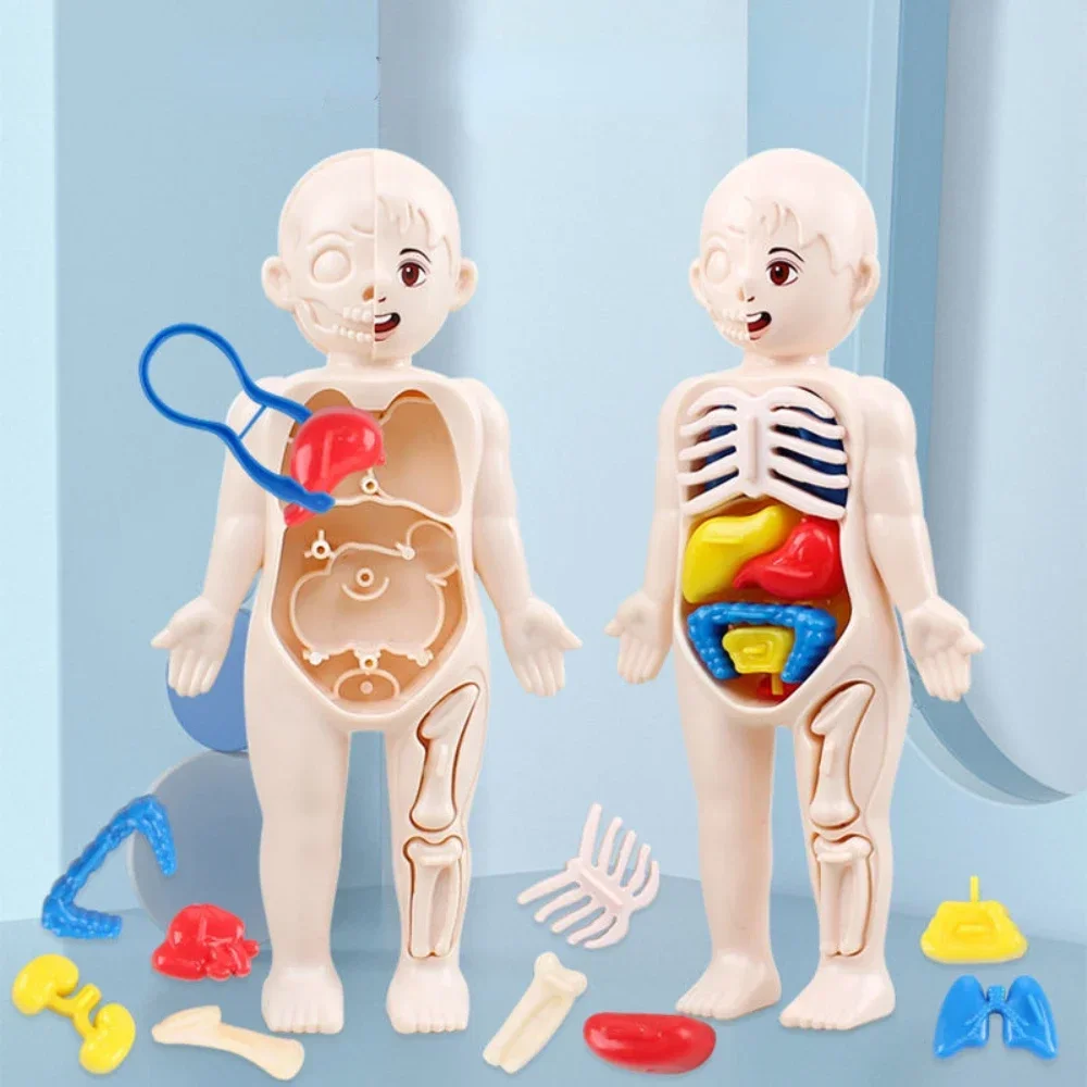 14 Pcs/set Children DIY Assembly Science Early Education Human Organ Structure Model Medical Puzzle Toy Cognitive Learning Gift