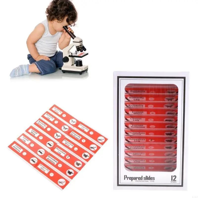 

E1pc 48pcs Plastic Listed Necips Lates Plassed Microscope Slides Образцы образцов