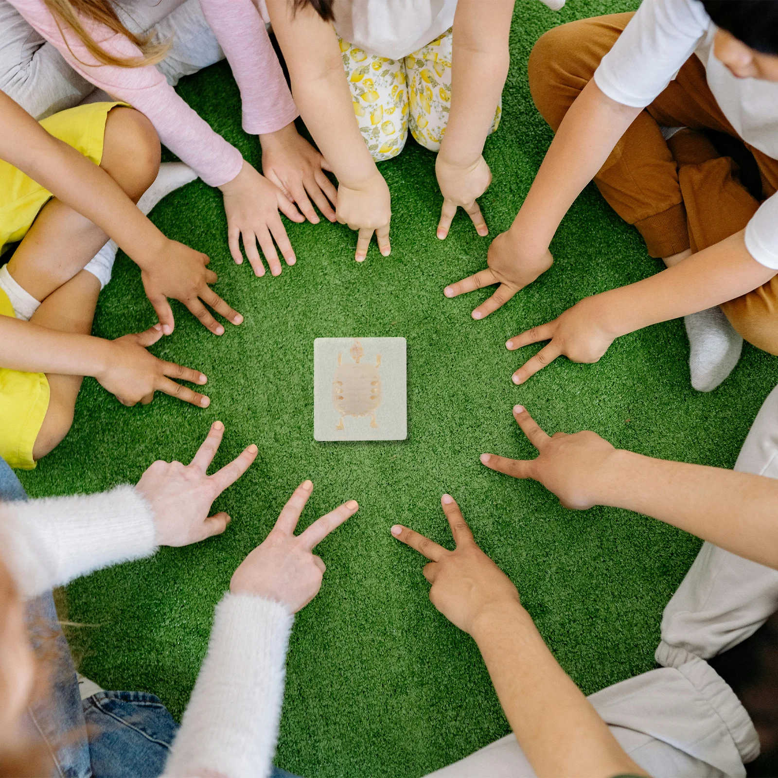 Authentic Brazilian Turtle Specimen for Educational Display Biology Science Anatomy Study Real Animal Bone Structure