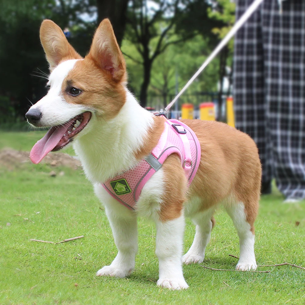 Cat Harness Vest Puppy Dog Walking Collar corgi Adjustable Mesh Dog Harness Suitable for Small and Medium Pets Accessories