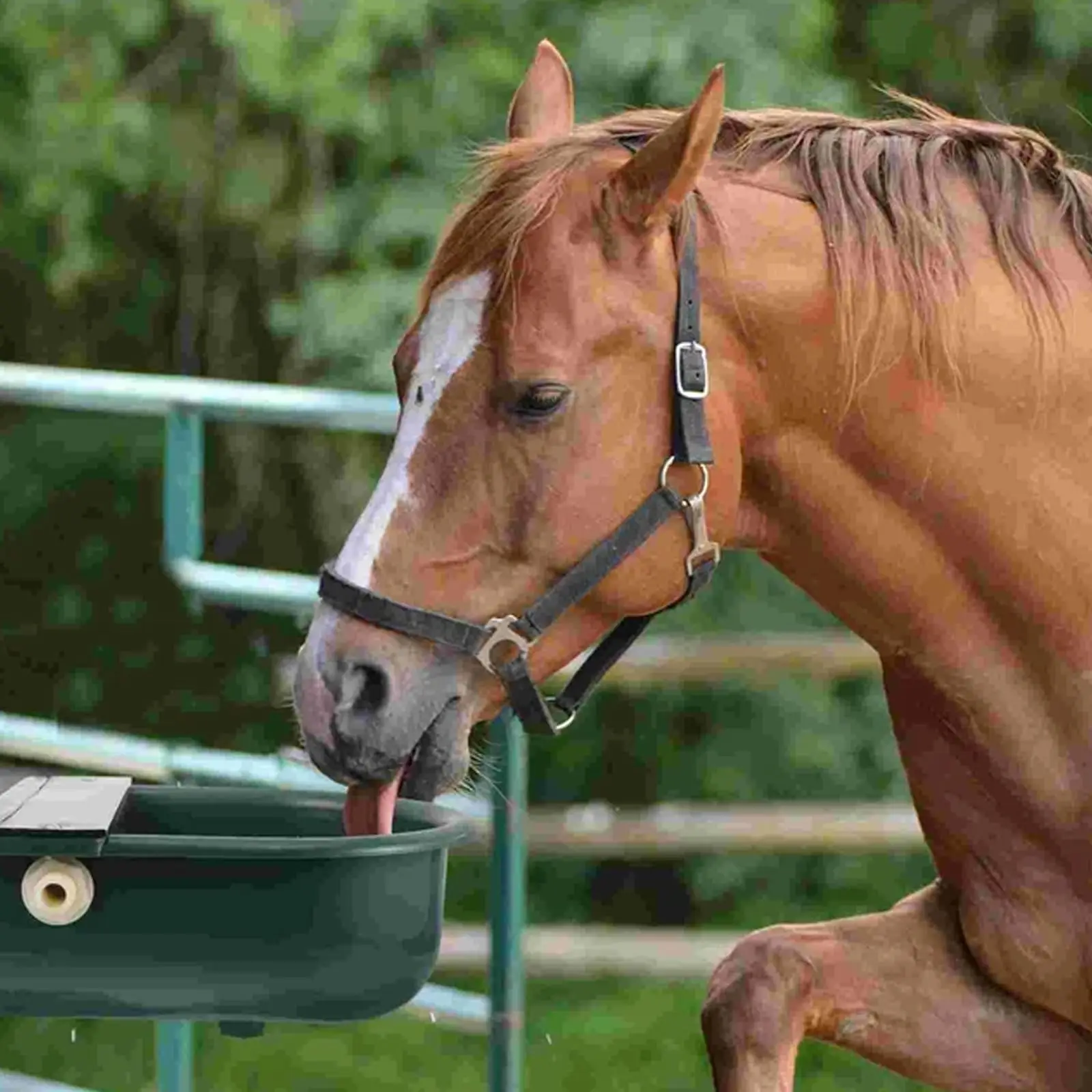 Automatic 1.2 Gallon Water Trough Cow Cattle Horse Water Bowls with Float Valve Livestock Tool Bowl for Cat Goat Sheep Dog