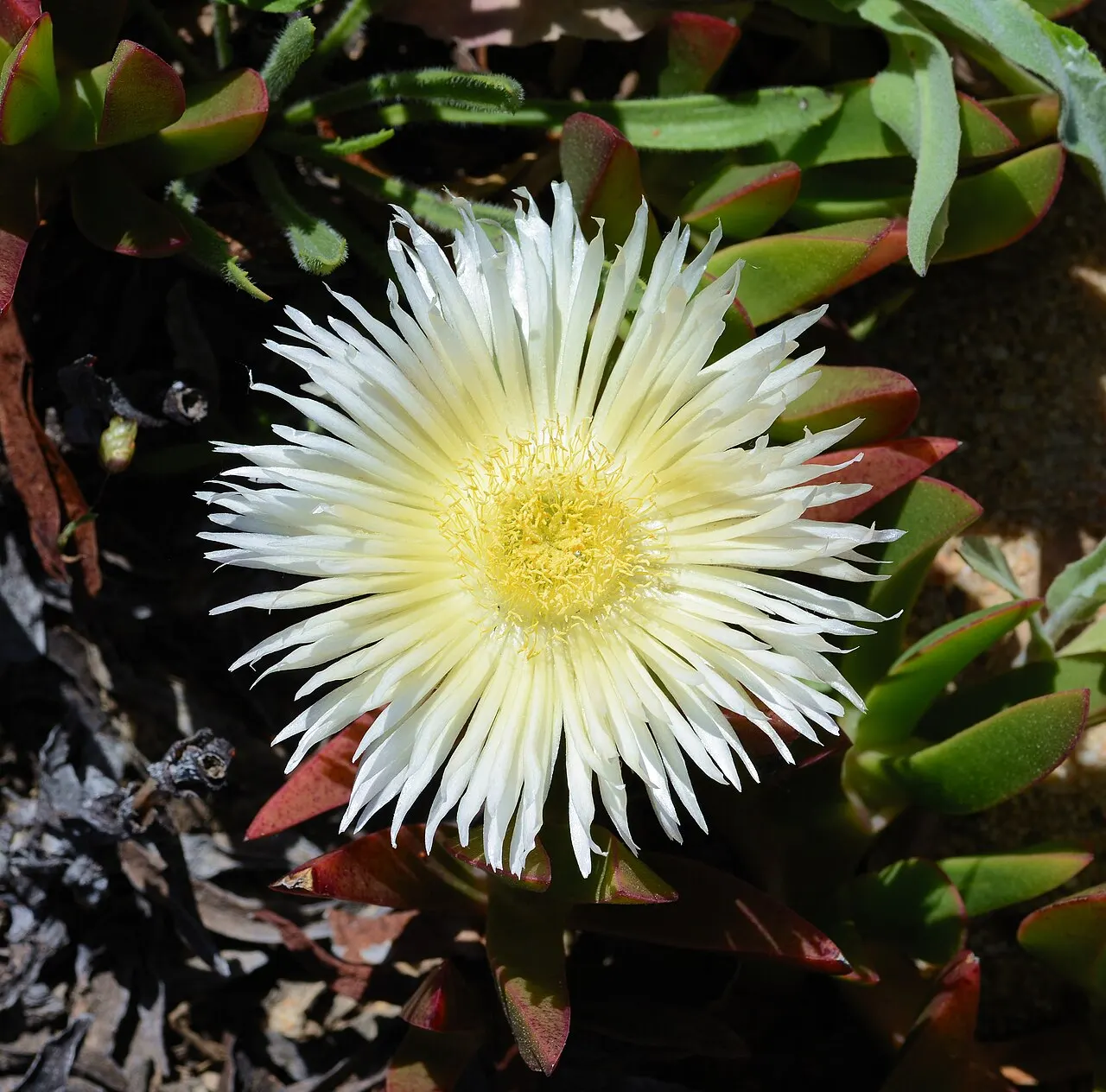 244 Uds. Semillas de Flor de Higo Flor Rosa, Suculenta Tapizante de Grandes Flores para Jardín de Roca, Talud y Maceta