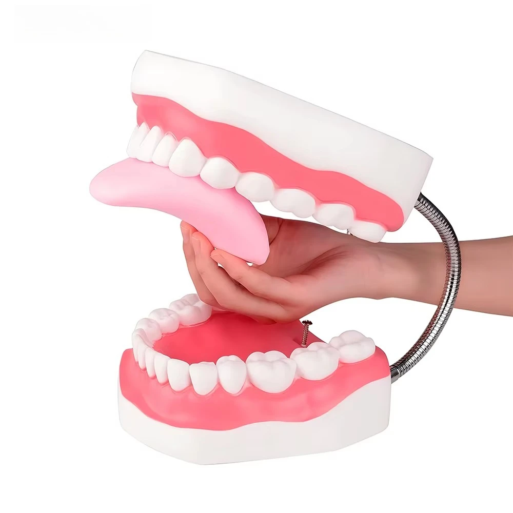 Mouth Model Metal Hinge for Speech Therapy, Ideal Brushing Teaching Dental Teeth Model for Kids and Children, 6 Times Enlarge