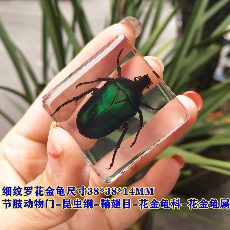 Real Insect Small Animal Square Resin Real Insect Scarab Spider Beetle Apply To Specimen Teaching Gift Box Home Decor