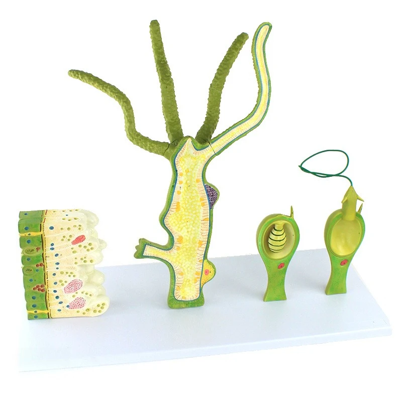

Hydra model, anatomical structure teaching animal specimen