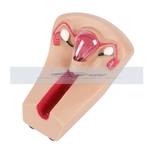 Female Intrauterine Contraceptive Device Model IUD Training Simulator Brand