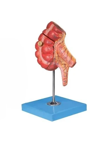 Cecum and appendix model Cecum model appendix  intestine model