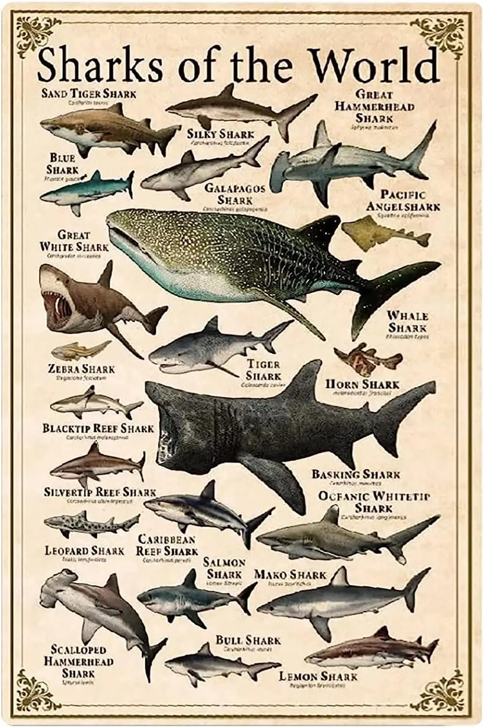1P,Sharks Of The World Metal Tin Signs Shark Types Knowledge Posters Shark Science Infographic Plaques Home Farmhouse Classrooms