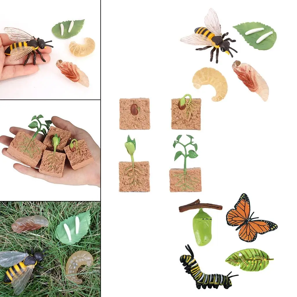 Figuras de proceso de crecimiento de animales y plantas para niños, modelos de juguete, juego de aprendizaje