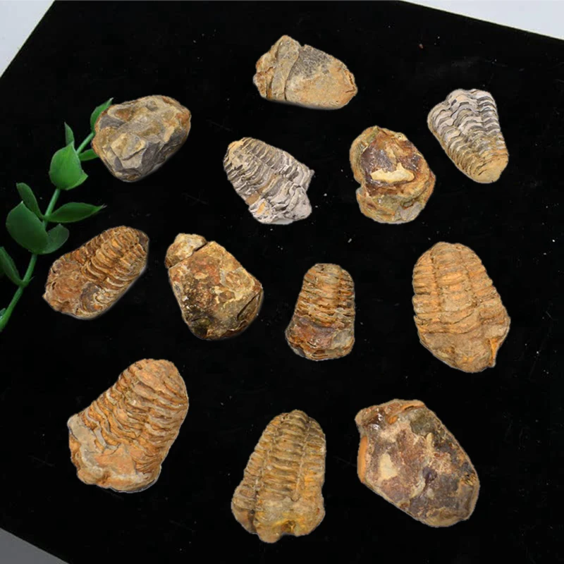 Stereoscopic Trilobite Fossil Cryptocephalon Protolith Moroccan Cephalothorax Paleontological Marine Fossil Teaching Specimen