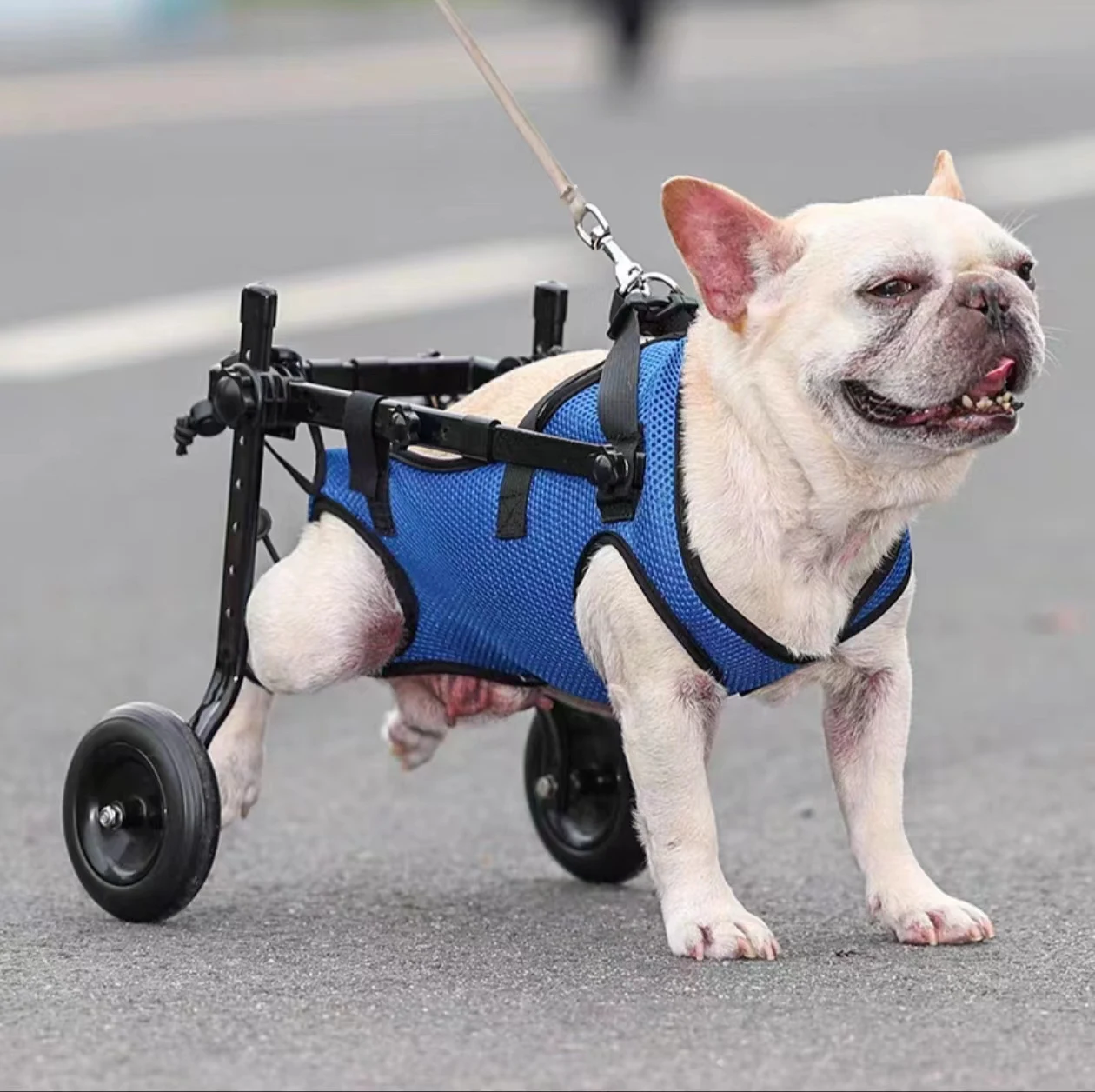 

Pet Wheelchair (Dog Hind Limb Disability Rehabilitation Aid, 4-Wheel Standing Walker)