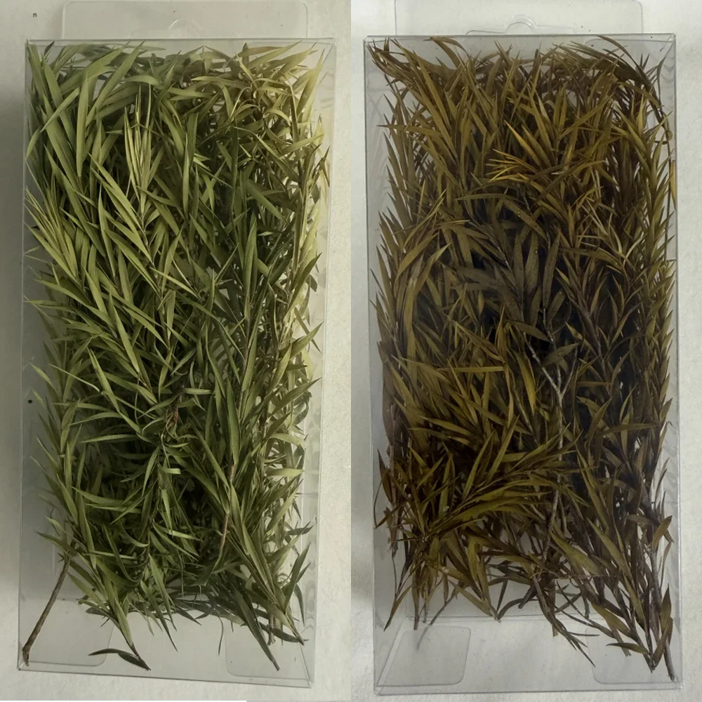 Jaula en miniatura de vegetación de caña, grupo de hierba de hoja larga, materiales de escena militar para hacer modelos Diy/micropaisaje/Diorama, 1 caja