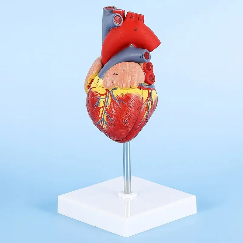 1:1 Human Heart Model, Anatomically Accurate Heart Model Life Size for Science Classroom Study, Numbered / Not Numbered