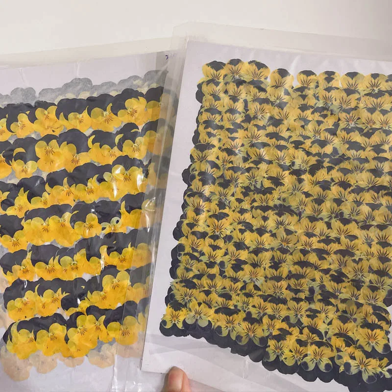 60pcs Dried Pressed Purple+Yellow Pansy Corydalis Suaveolens Hance Flower Plants Herbarium For Jewelry Postcard Bookmark DIY