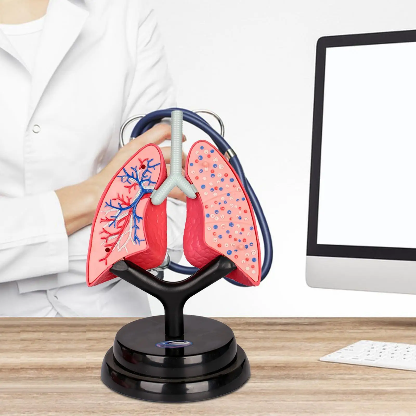 Respiratory System Model Early Learning Human Lung Model for Home Kids Child Demonstration Spatial Awareness Science Learning