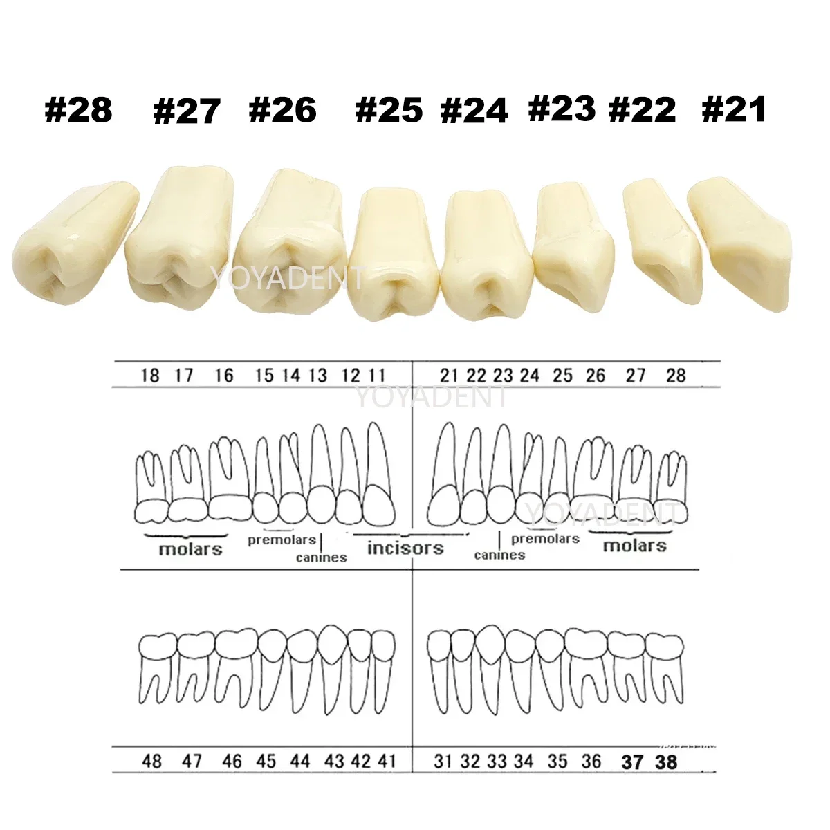 Fit Frasaco A3 Model zębów dentystycznych Pełne zęby 32 szt. Zamienne cząstki zębów do edukacji pacjentów Demo