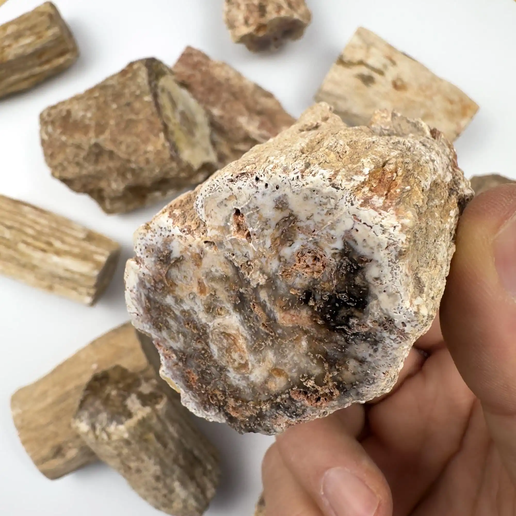 

1pc Petrified Wood Trunk Mineral Specimens - Preserved Wood Grain & Mineral Veins, Ideal for Home Decor & Unique Holidays Gift