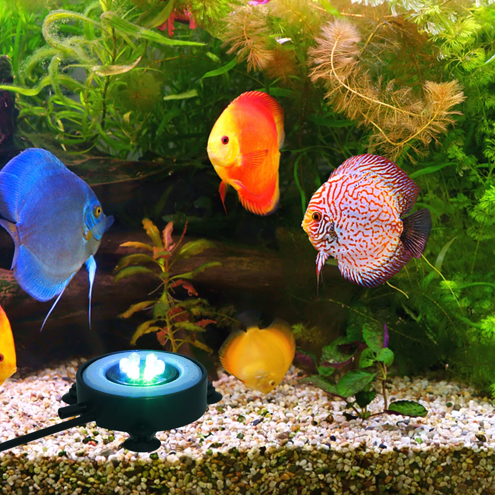 

Aquarium Light Round Led Fish Tank Lamp 6 Bead High Brightness No Eye Damage Durable Lighting For Pets Decorative