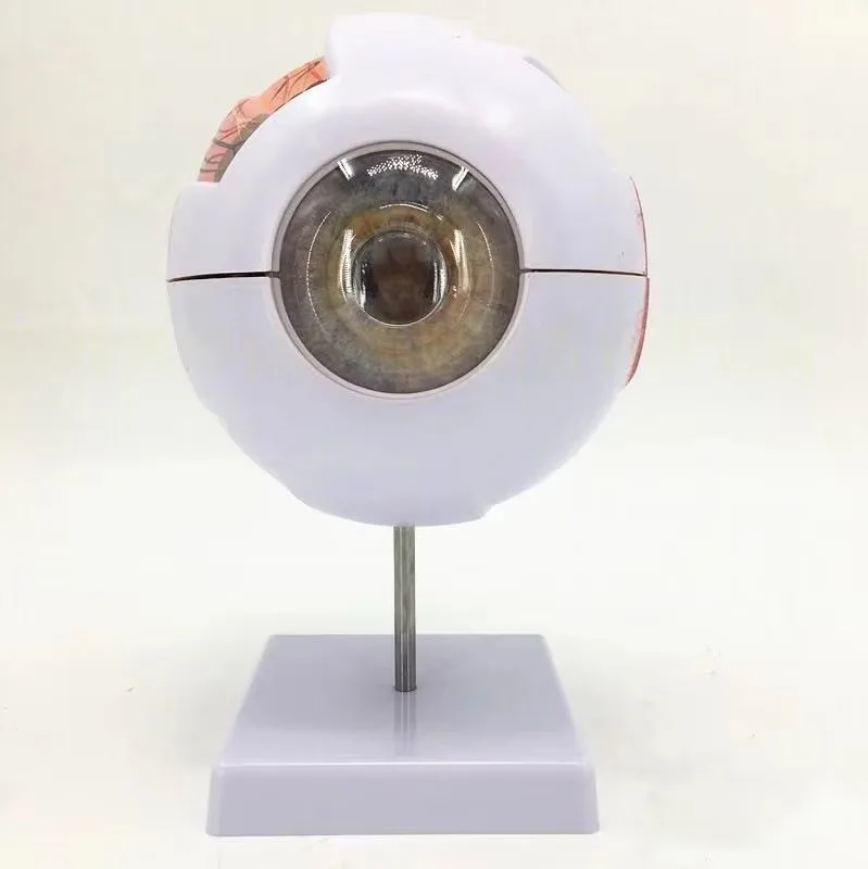 Human 6x Anatomy Ophthalmology Tools Internal Structure Teaching Instrument Resources Eyelid Research Larger Eye Model