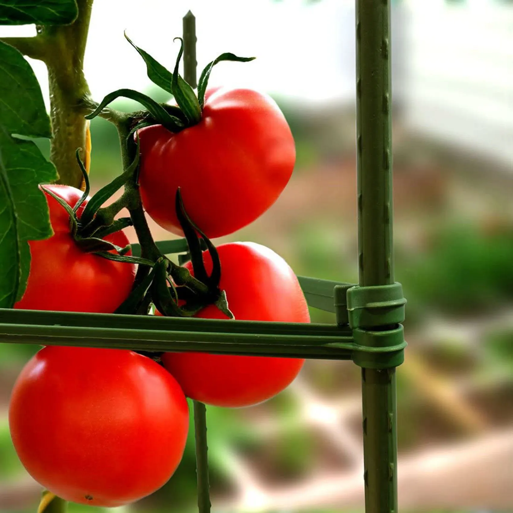 

ABBN-50 Pack Garden Stakes Metal Plastic Coated Plant Cage Supports Climbing For Tomatoes,Trees,Cucumber,Fences,Beans,40Cm