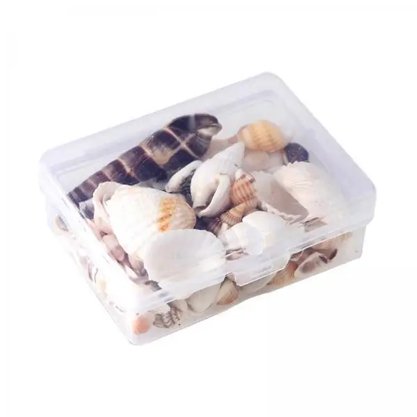 Natural Conch Shell Multicolor Assorted Sea Shells for Crafting Decorating Vase Jewelry Making and Party Decor