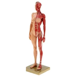 30cm Resin Female Human Body Muscle Statue Sculpture Human Anatomical Anatomy skeleton Medical Artist Drawing tools Supplies