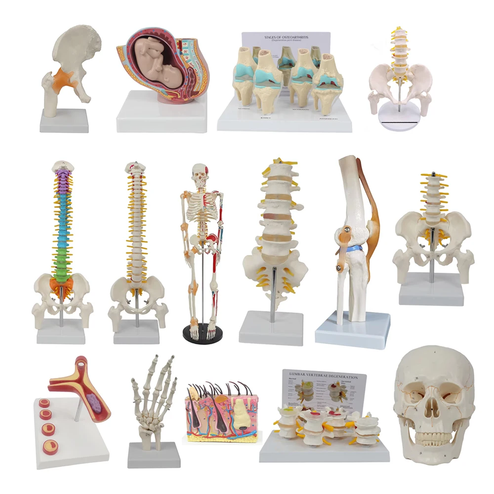 Medical teaching tools Skeleton PVC model Student teaching equipment Knee joint model Skin Model Vertebral model