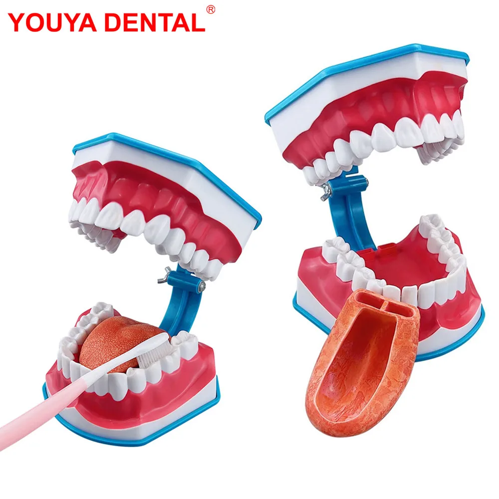 Dental Model Teeth Brushing Model Plastic Large Teeth Model With Removable Tongue / Toothbrush   For Studying Teaching Education